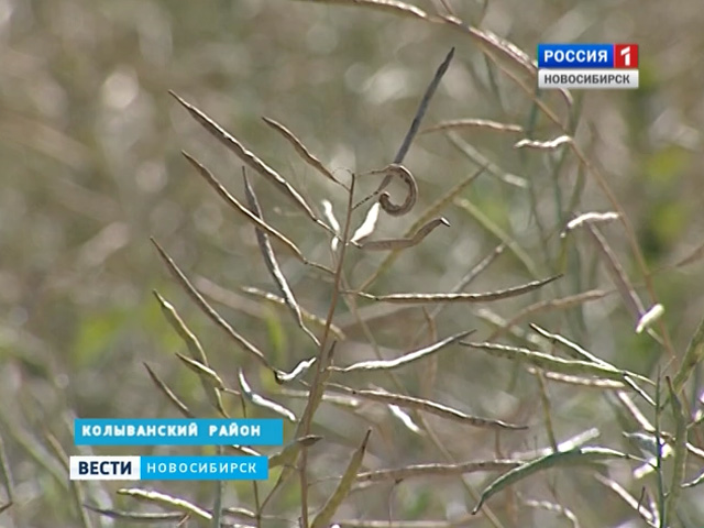Рапс может потеснить пшеницу на полях Новосибирской области