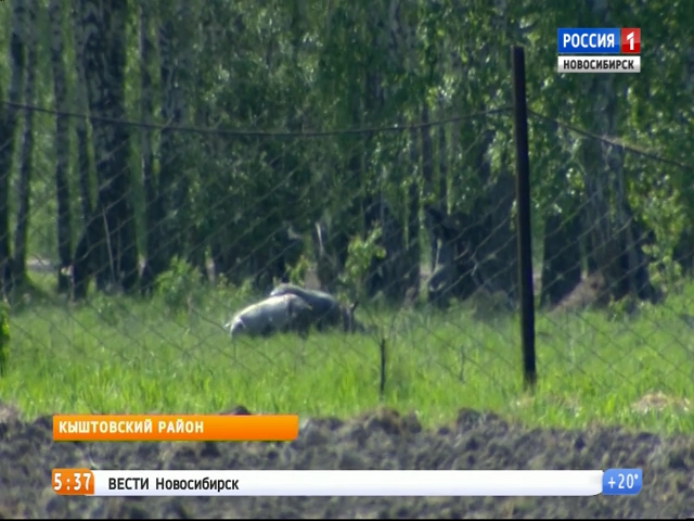 Жители Кыштовского района рассказали «Вестям» о своем снежном человеке
