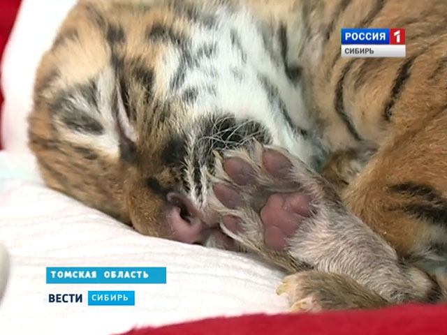 На гастролях цирка в Томске родились Амурские тигрята