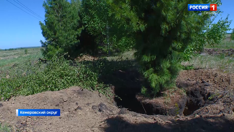Неизвестные выкопали многолетние кедры в кемеровской деревне