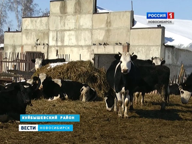 В некоторых хозяйствах Новосибирской области жалуются на нехватку кормов
