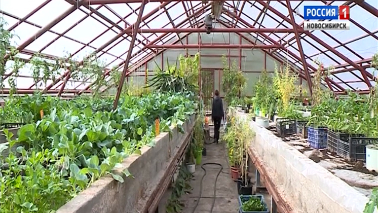 Экзотические овощи выращивают в Новосибирской области 