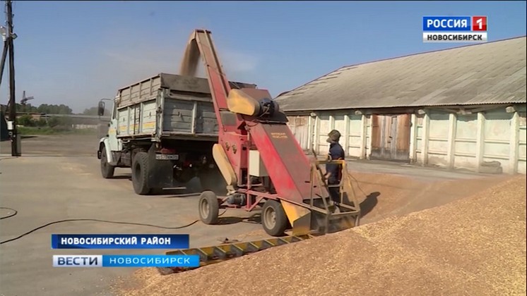 Аграрии Новосибирского района первыми закончили убирать с полей озимую пшеницу   
