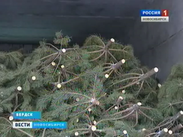 Лесники начали заготавливать новогодние елки для новосибирцев