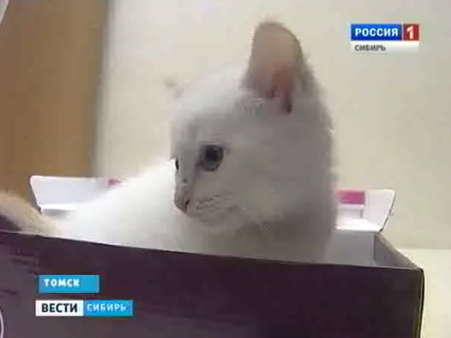 Маленький котенок в подозрительной коробке переполошил томскую полицию