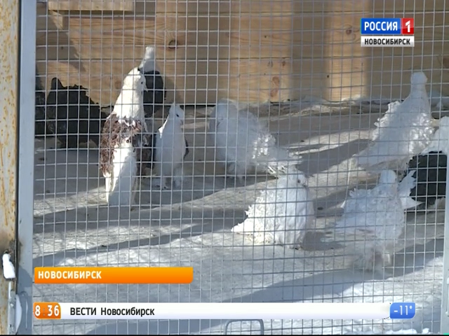 В Новосибирске прошел слет любителей голубей 