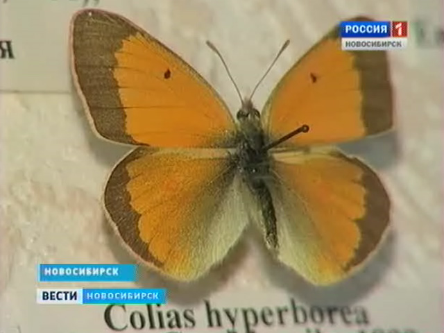 Новосибирские ученые заинтересовались судьбой алтайской бабочки