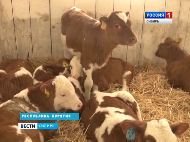Бурятия может стать крупным поставщиком молочной продукции на российском рынке