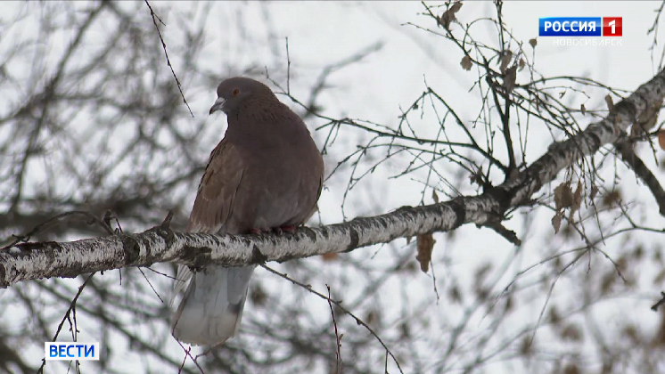 Снегопады и весенняя погода придут на смену холодам в Новосибирской области