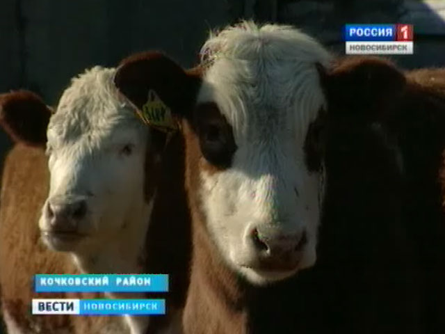Сельхозпроизводители Кочковского района меняют планы на молоко и мясо