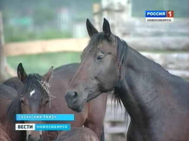 В Сузунском районе развивают племенное коневодство