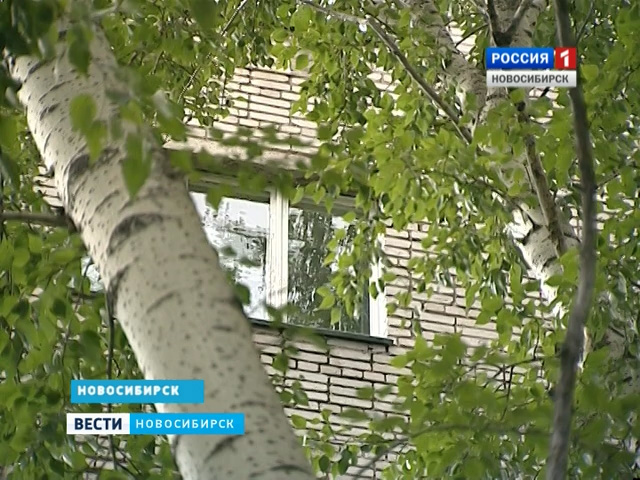 Жильцы одного из домов Новосибирска бьют тревогу из-за аварийных деревьев под окнами
