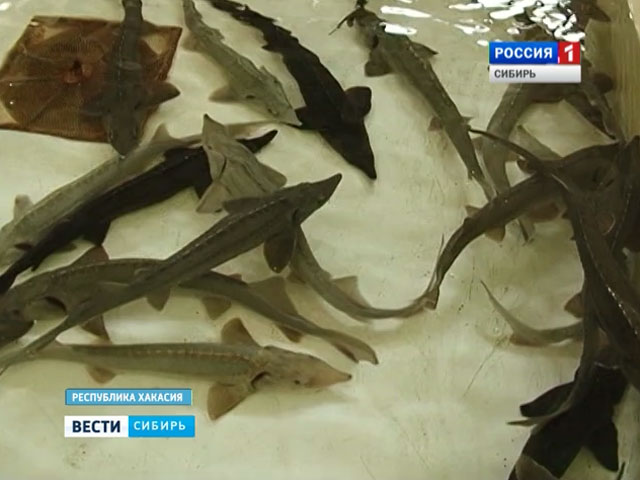 Недостатком рыбы в водоемах встревожены во многих регионах Сибири