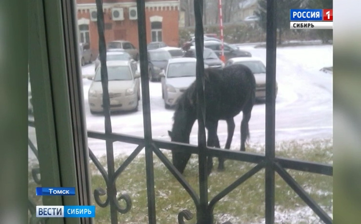 В Томске начали появляться сообщения о гуляющих в центре города бездомных конях