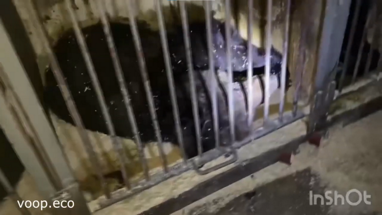 Медведей в клетках нашли в холодном пустующем здании на окраине Новосибирска