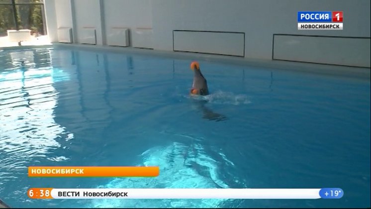Дельфин Нюша предсказал ничью в матче сборных России и Уругвая