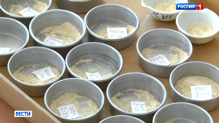 Новосибирские генетики создают образцы пшеницы с высоким процентом клейковины и белка