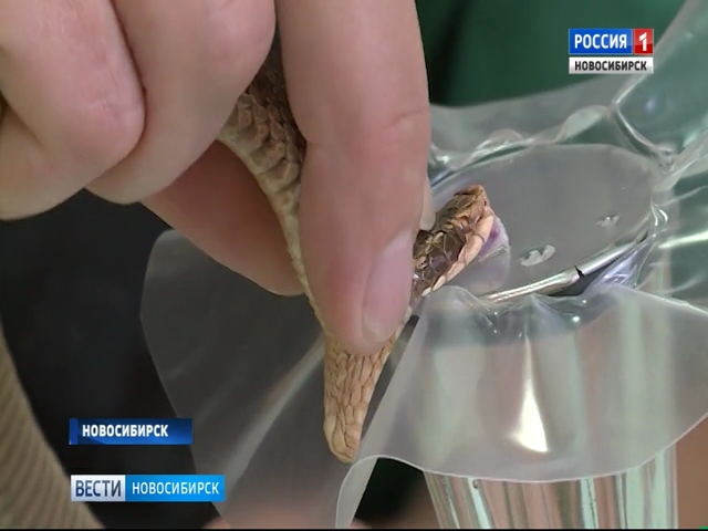 В новосибирском серпентарии змеи-щитомордники дали потомство