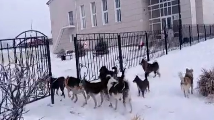 Свора бродячих собак пыталась загрызть двух девочек в Новосибирской области 