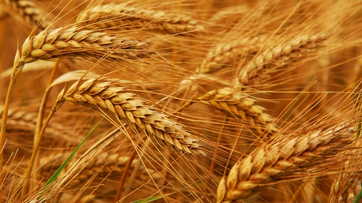 Из Новосибирской области на экспорт отправили более 30 тысяч тонн зерна