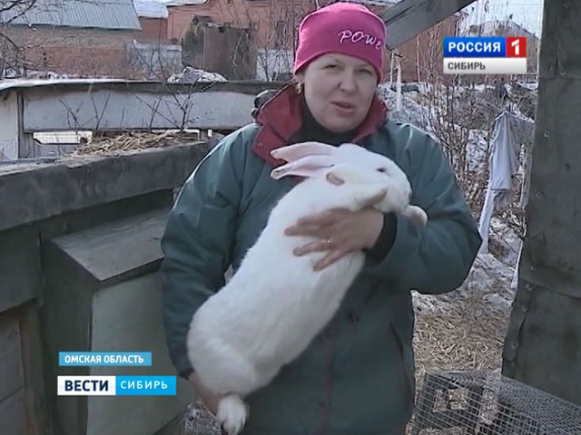 Сибиряки не боятся санкций и разводят кроликов