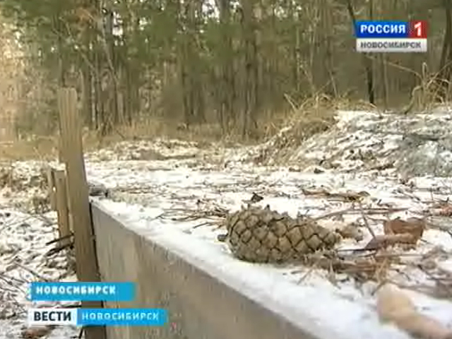 Прокуратура выявила факт самозахвата земли в Заельцовском бору