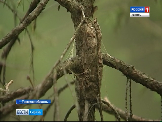 В Томской области нашествие шелкопряда