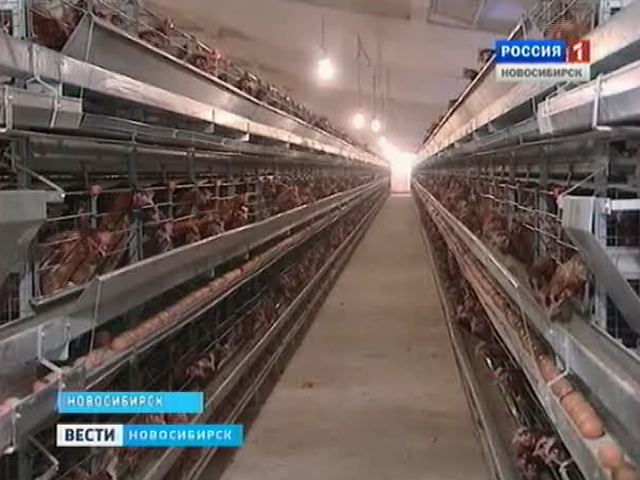 В Каргатском районе акционеры, инвесторы и селяне решают судьбу птицефабрики