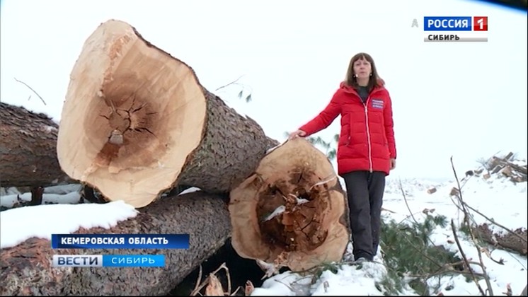 В Кузбассе короед массово пожирает кедровые леса: власти начали вырубки