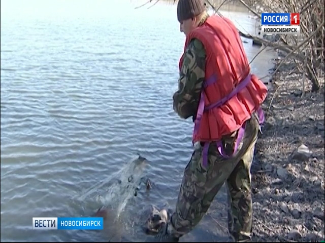 В Новосибирской области ввели запрет на ловлю рыбы во время нереста