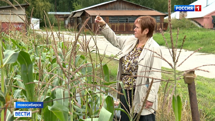 Новосибирские генетики подружили пшеницу с кукурузой