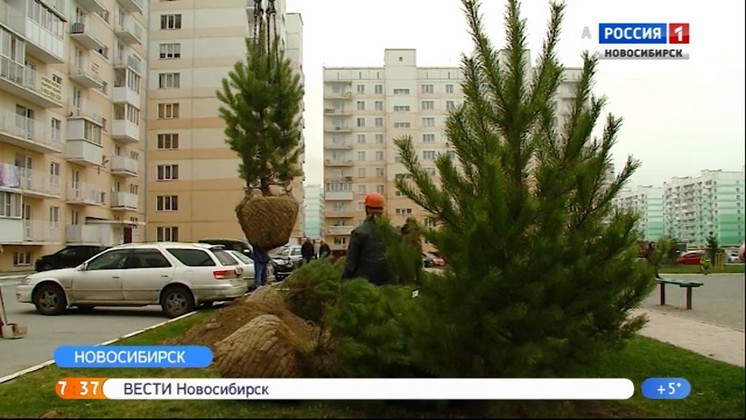 Полторы тысячи саженцев посадили в Плющихинском микрорайоне Новосибирска