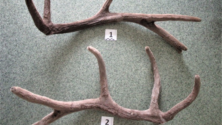 Новосибирские таможенники задержали авиапассажира с рогами оленя в чемодане