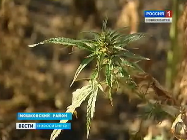 Новосибирская область может стать первопроходцем  по выращиванию безвредной  конопли
