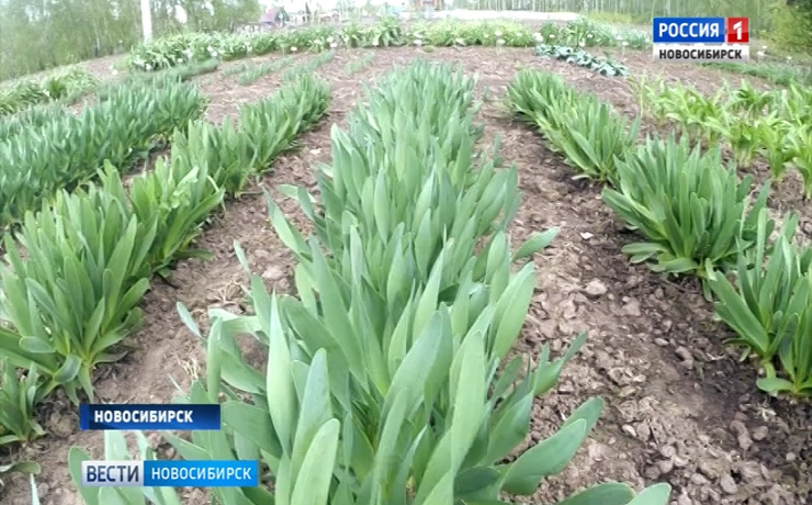 Новосибирские аграрии вывели новые сорта овощной культуры
