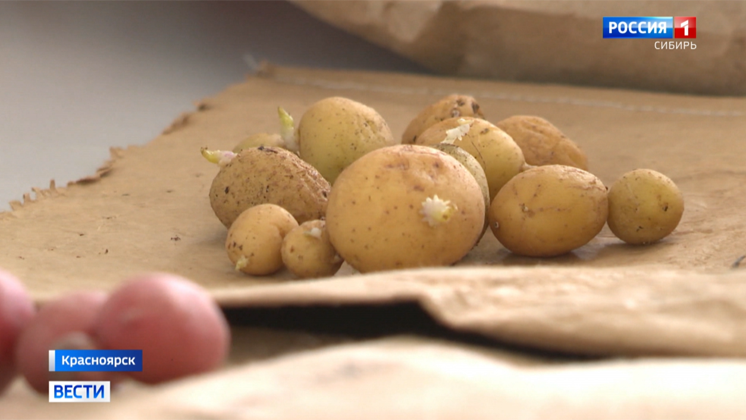 Красноярские ученые высадят картошку от сибирской отшельницы Агафьи Лыковой