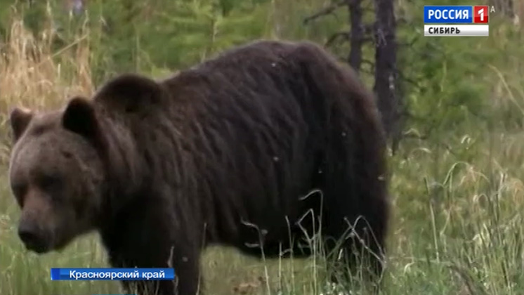 Заповедник «Столбы» в Красноярске закрыли из-за нашествия медведей