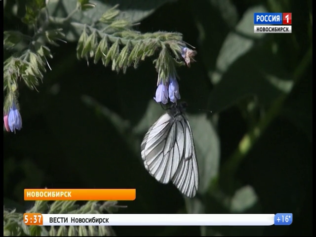 Новосибирск заполонили бабочки боярышницы