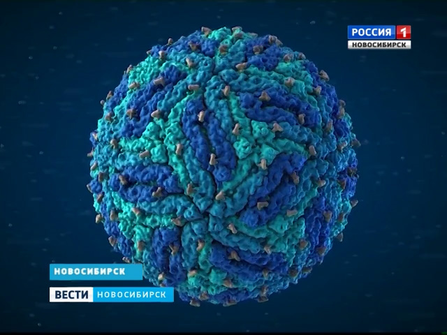 Новосибирские ученые создали 3D-модель вируса Зика
