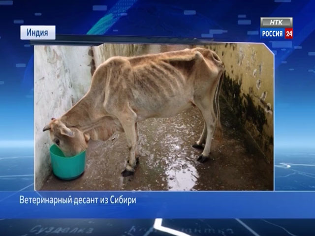 Новосибирские ветеринары отправились спасать бездомных животных в Индию