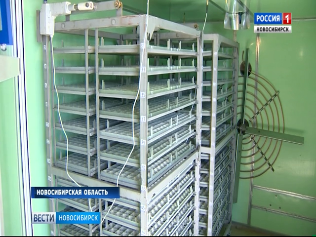 В хозяйстве Ордынского района запустили уникальную инкубационную камеру для производства яиц