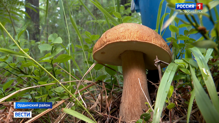 Любители тихой охоты начали сбор белых грибов в Новосибирской области 