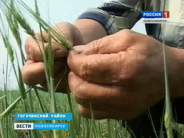 В Тогучинском районе крестьяне столкнулись с природными напастями