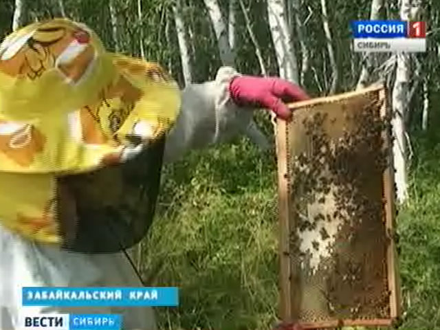 Забайкальские пчеловоды обсудили перспективы развития рынка меда