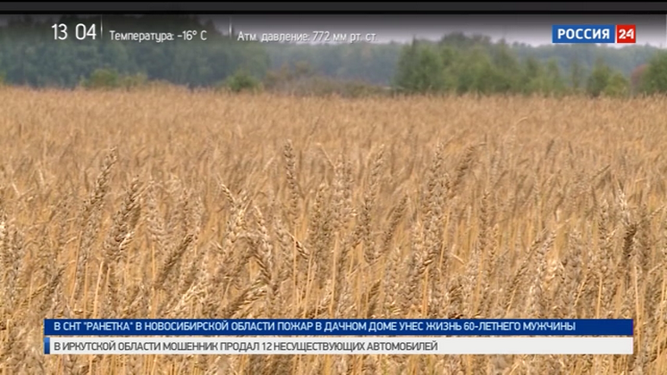 Новосибирские аграрии смогли продать зерно по 6,3 тысячи за тонну