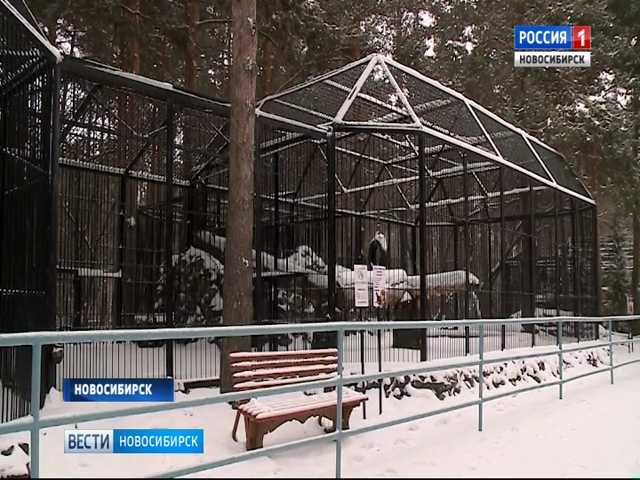 Еноты, барсуки и бурые медведи в Новосибирском зоопарке впали в спячку