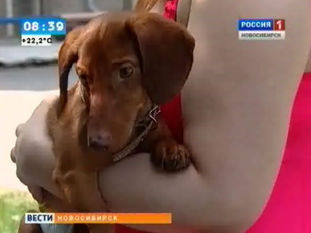 Новосибирские общественники призвали горожан помочь четвероногому малышу Максу