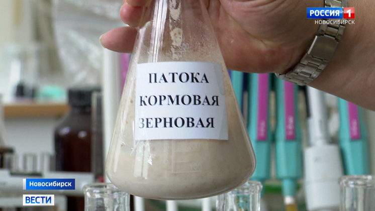 Технологию глубокой переработки зерна создали в Новосибирске