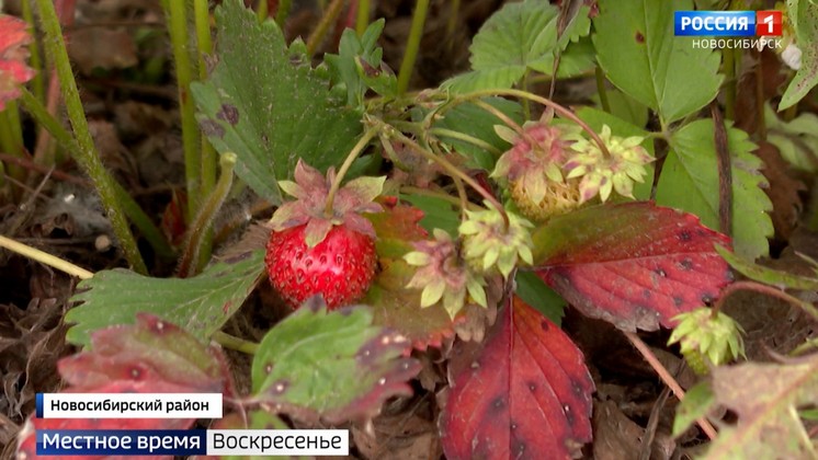 В Новосибирской области лето 2021 года будет земляничным