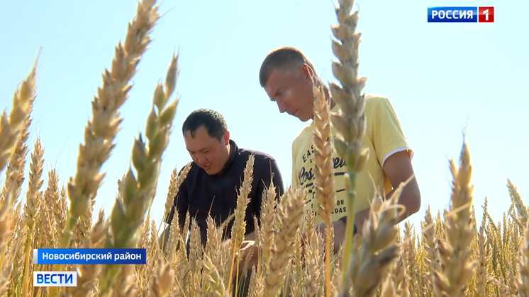 Новосибирские селекционеры создали новый высокоурожайный сорт озимой пшеницы